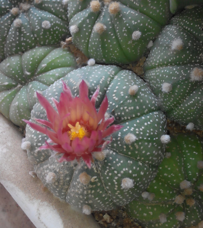 Astrophytum asterias красноцветковый