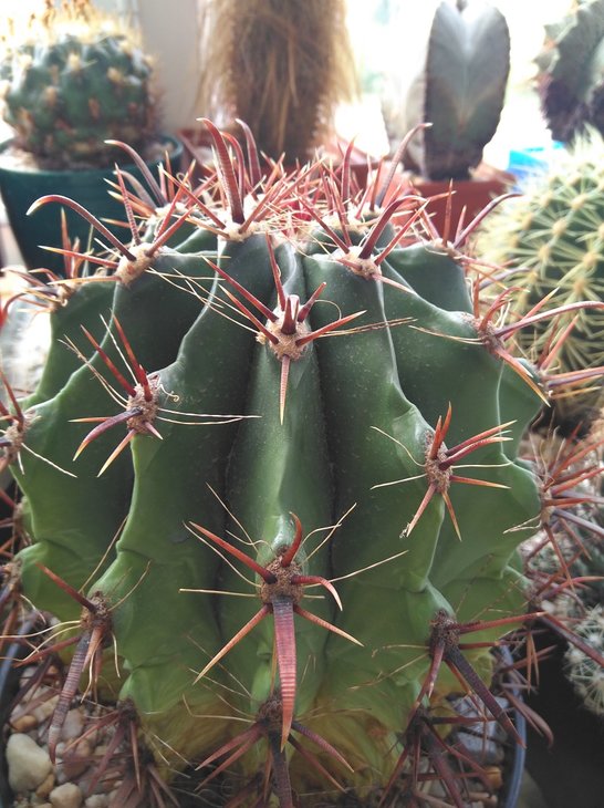 Ferocactus wislizenii