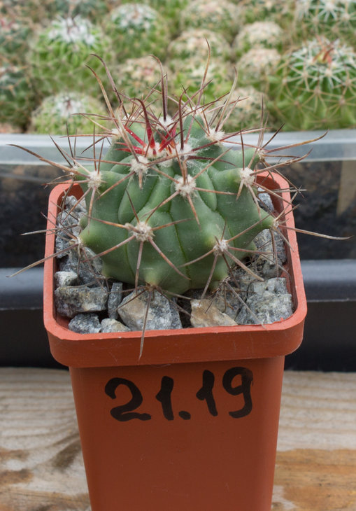 F.wislizenii RS 1994 Organ Pipe NM_JD_16.10.17_1