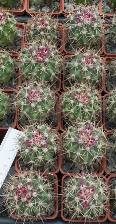 F.tiburonensis_Piltz (2020)_15.04.17_2