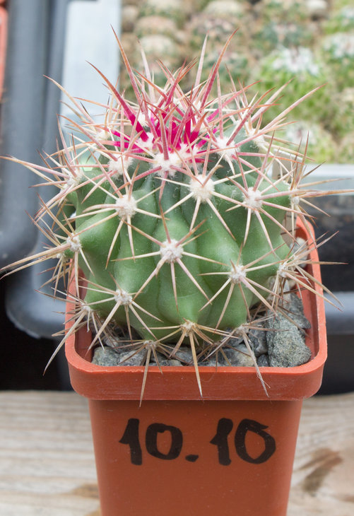 F.tiburonensis_Piltz (2020)_15.04.17_1