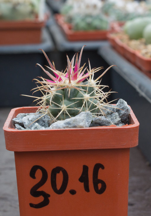 F.fordii v. borealis_JMT 351_Matoush_27.01.18