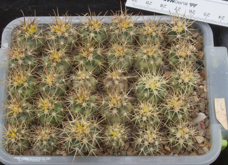 F.chrysacanthus, brilliant yellow-red sp_L010_15 Cedros Is, MG416,72_27.01.18