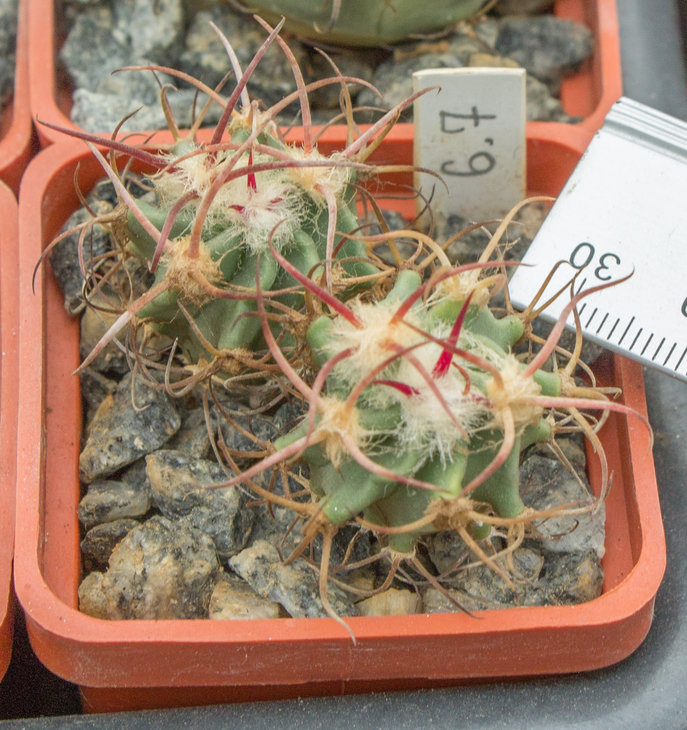 E.parryi_Piltz (2100)_21.03.7