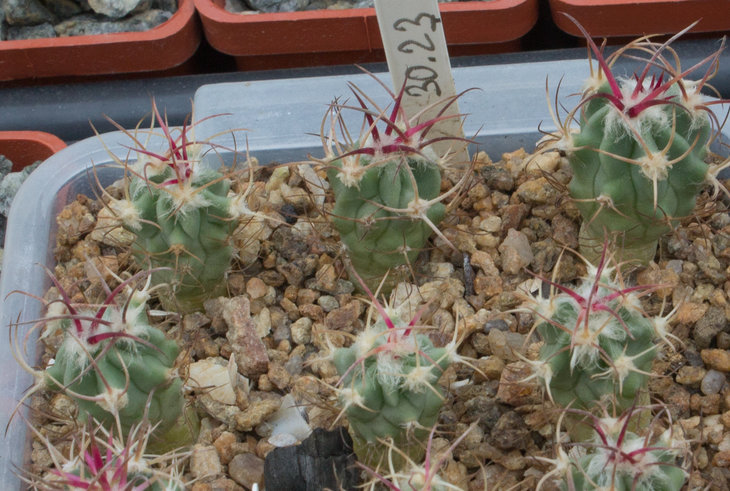 E.parryi, yellow-red fl, SB59 4,9,11,16 s Cd Juarez, Chih., MG176_27.01.18