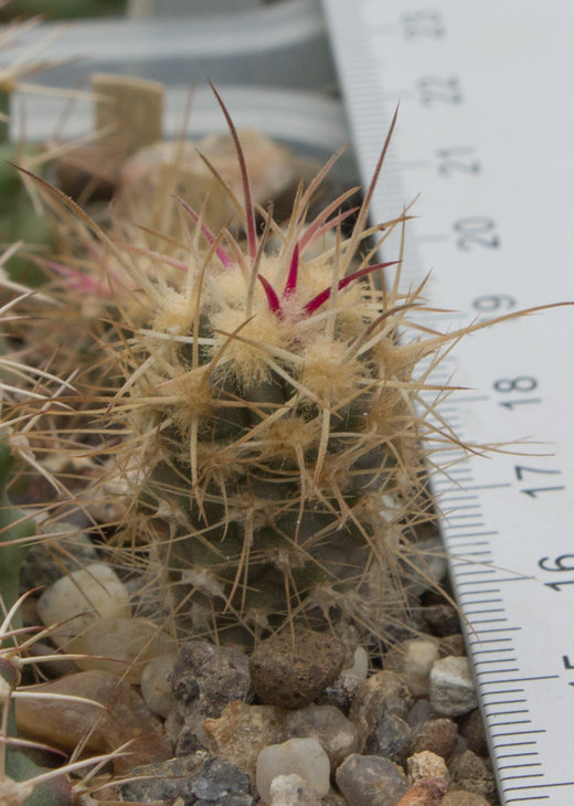 E.polycephalus, clusters into piles, SNL91 17 Las Vegas, Nv, MG177.05_27.01.18