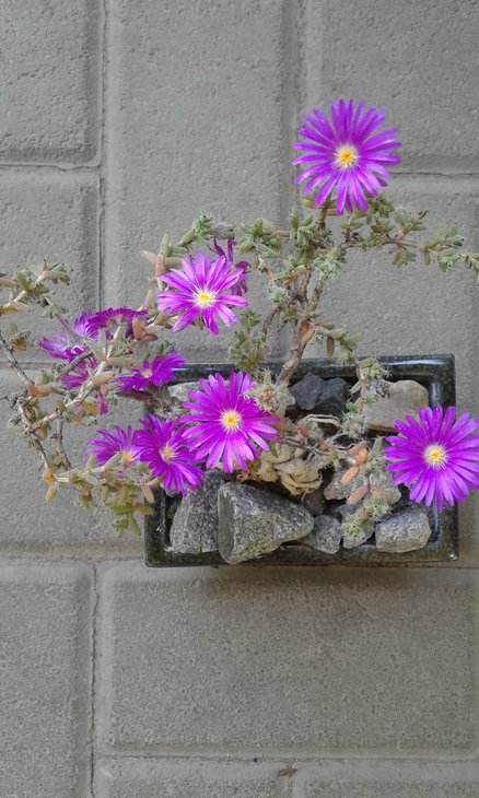 Trichodiadema bulbosum