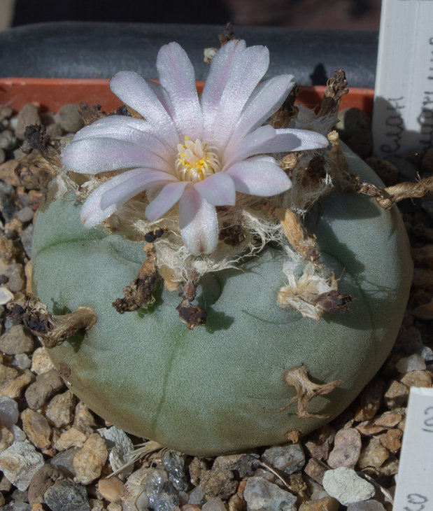 L.wiliamsii_растение от Белан В.