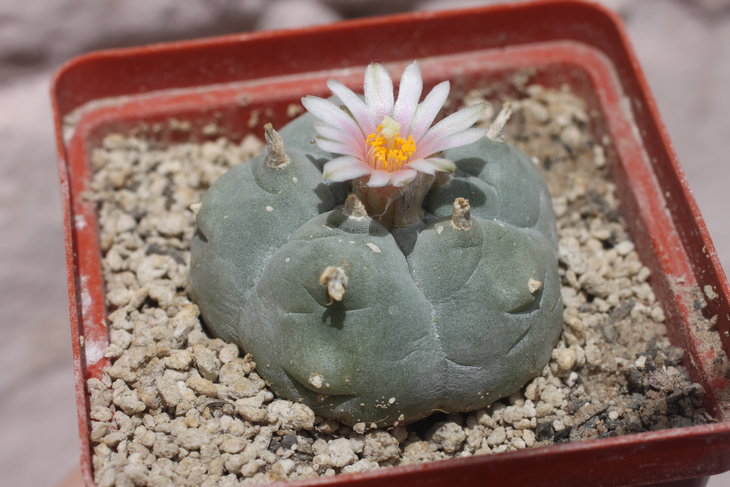 Lophophora williamsii, Huizache SLP