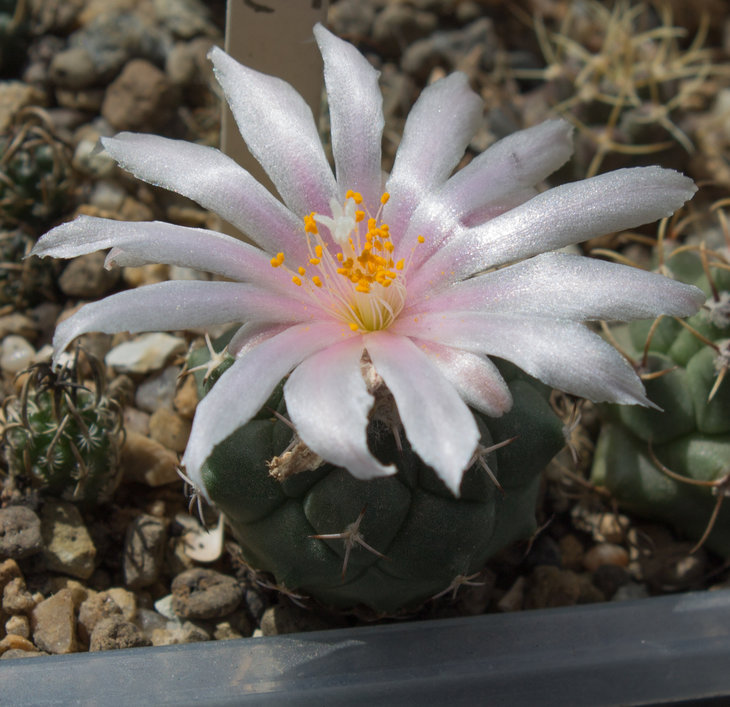 T.lophophoroides, MZ 724 Rancho Chirito SLP, посев 28.01.18, семена от Matoush