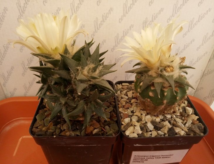 Ariocarpus trigonus horacekii, MZ811, Jaumave Valley TAM.