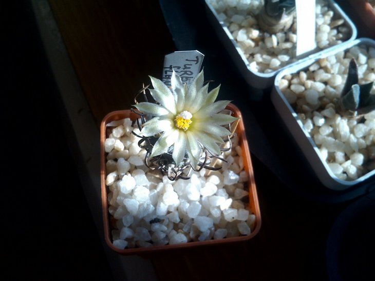 Turbinicarpus flaviflorus