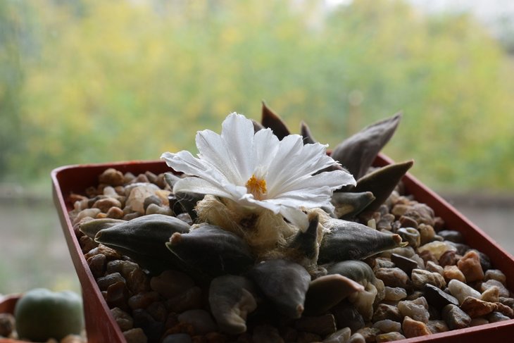 Ariocarpus retusus SB 68 Coronel, SLP sm  2.jpg