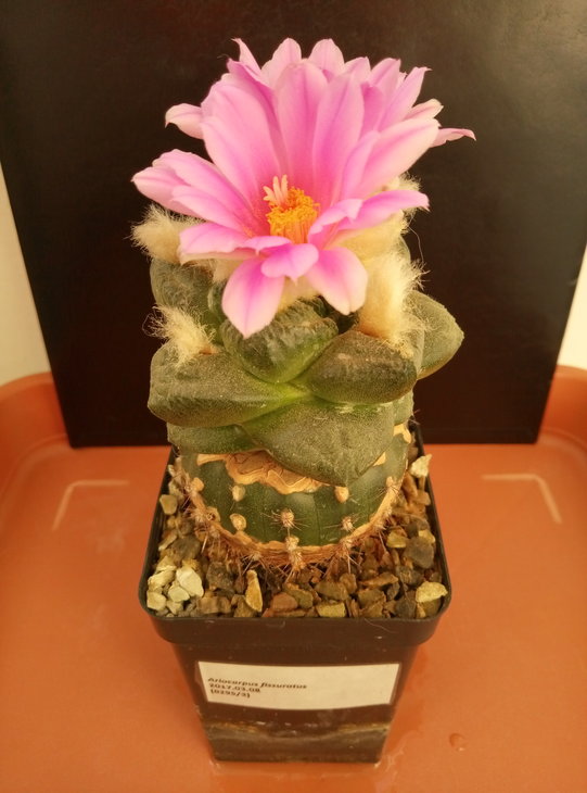 Ariocarpus fissuratus