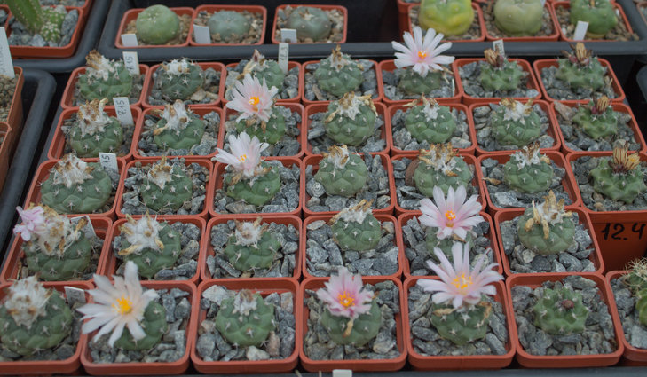 T.lophophoroides