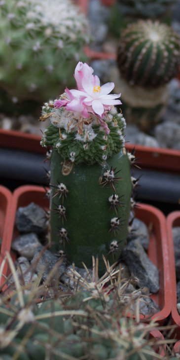 A.ritterii