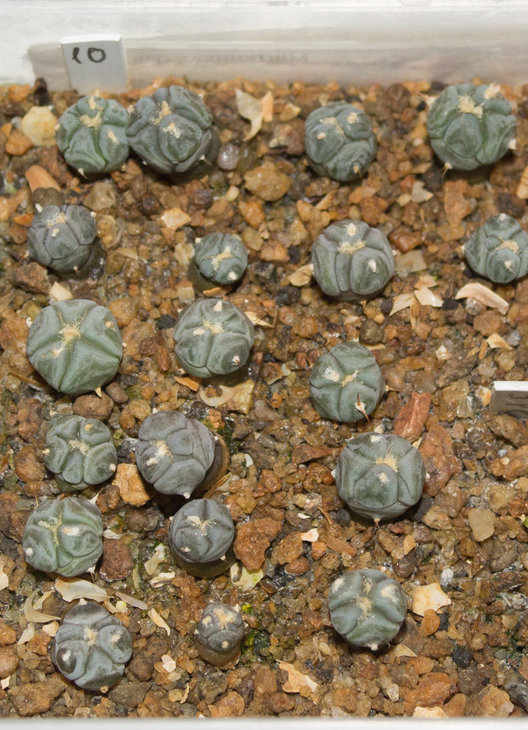 E.horizonthalonius _VZD 293, Rancho La Campana, Sierra la Gavia, Coah, семена Павличика, посев 02.12.18