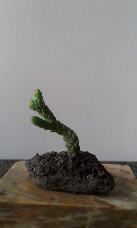 Crassula muscosa cv. cristata