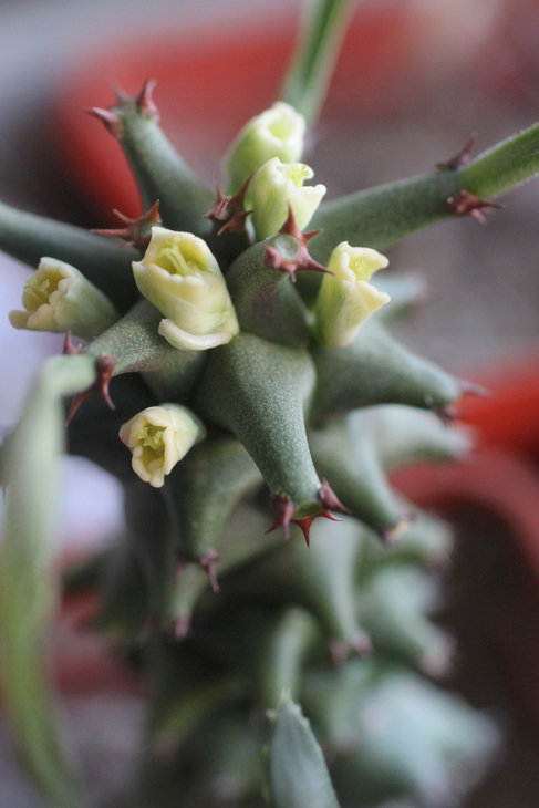 Monadenium schubei