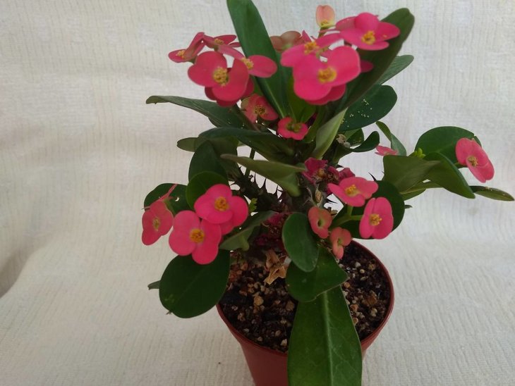 Euphorbia Milii.