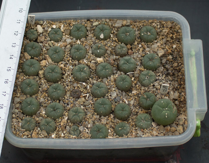L.williamsii grumii, RS268, семена Д.Самогородского_посев 20.04.18