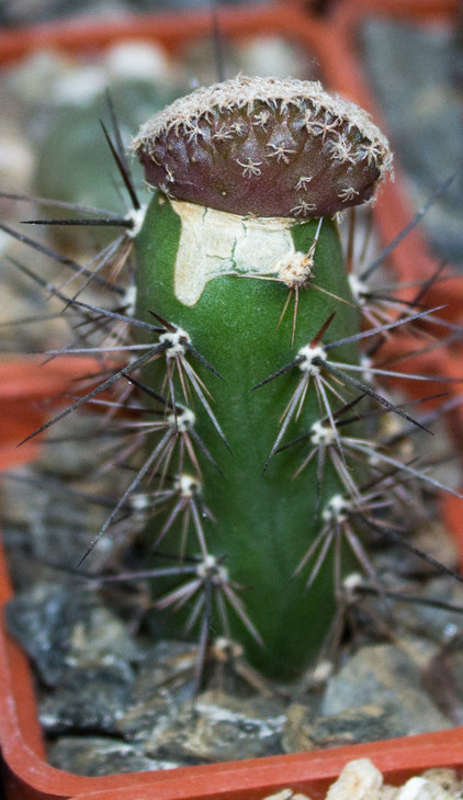 T.lophophoroides,GM 359, Las Tablas , SLP_семена Petr Kupcak_посев 01.12.17_2.jpg