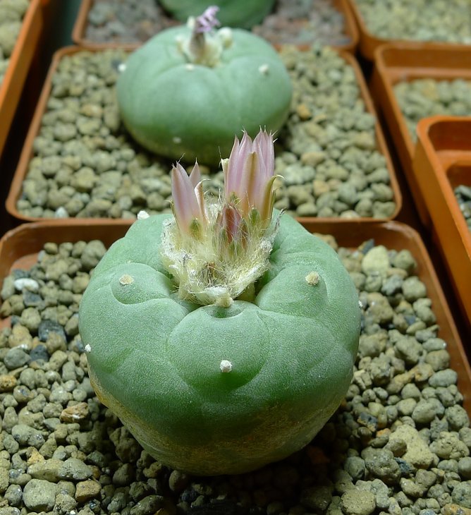 Lophophora fricii f. gigantea KS 198