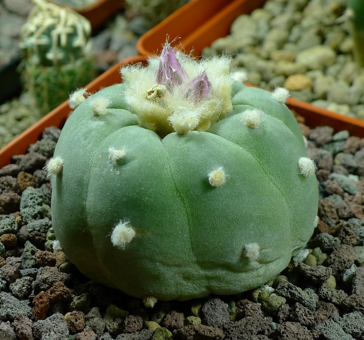 Lophophora fricii El Amparo