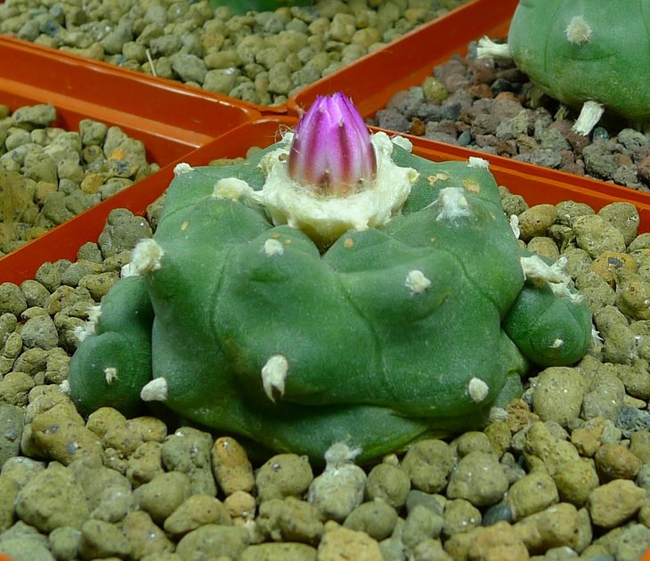P2520821.JPG