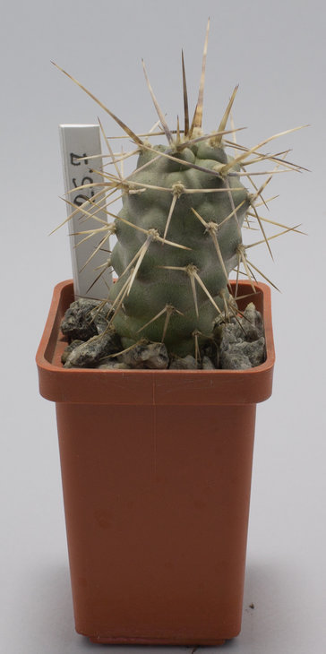 Т.aoracanthus, trny 25-28cm, JMT 257, camino a Guandacol, San Juan, Arg. 1039m