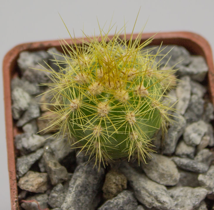T.candicans, JN 1098