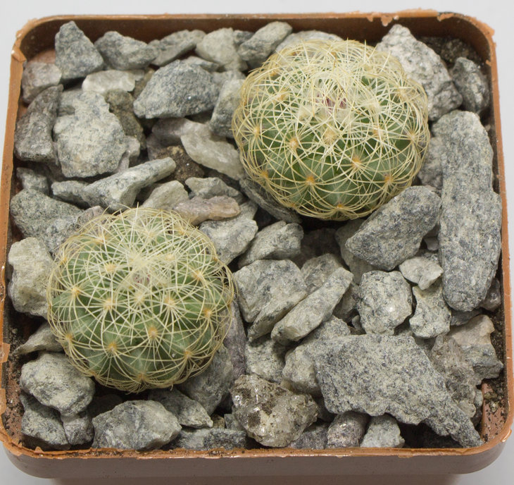 Gymnocactus knuthianus, BZ25