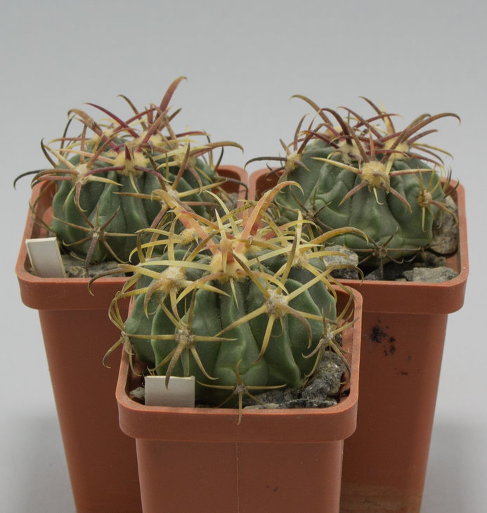 F.latispinus v.flavispinus, семена от Piltz (3083)