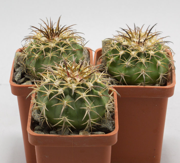 OROYA peruviana v.neoperuviana