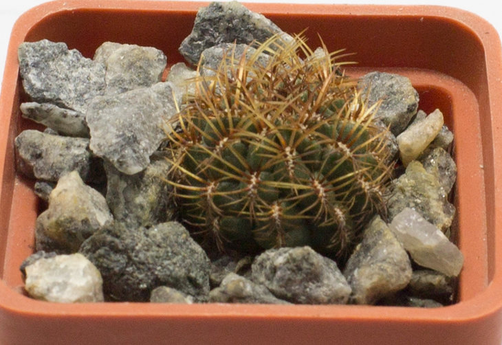 O.laxiareolata