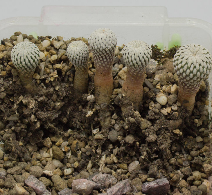 T.pseudopectinatus