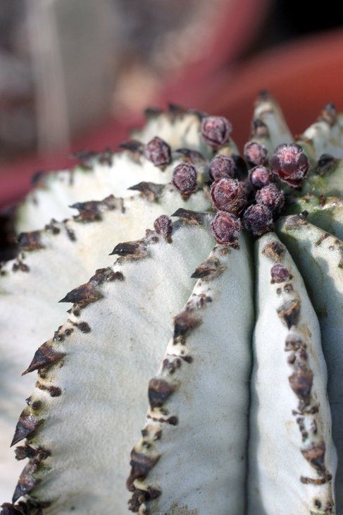 Euphorbia horrida v. alba