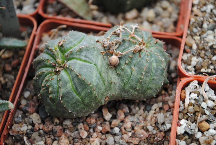 Euphorbia obesa (dichotomic form)
