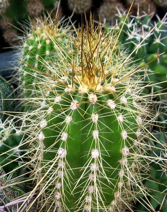 Trichocereus (Echinopsis) tarijensis v. poco. Potosi, Bolivia.<br />Отличный постоянный подвой. Для прививки лучше использовать малооколюченные формы.