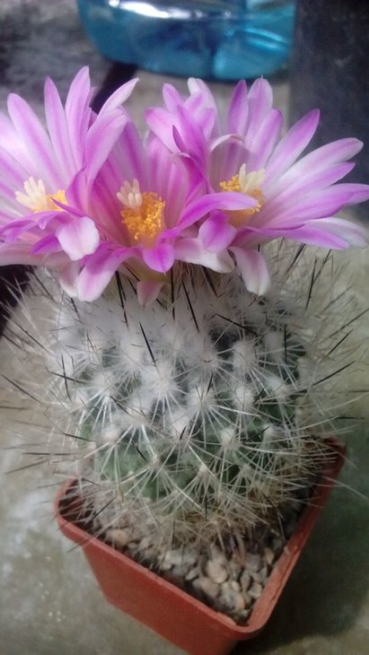 Gymnocactus Beguini v. Senilis