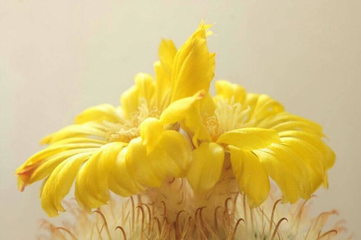 Parodia aureispina.jpg