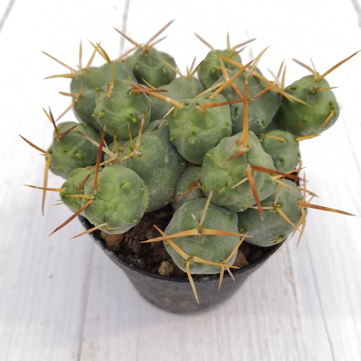 Cumulopuntia rossiana (10).jpg