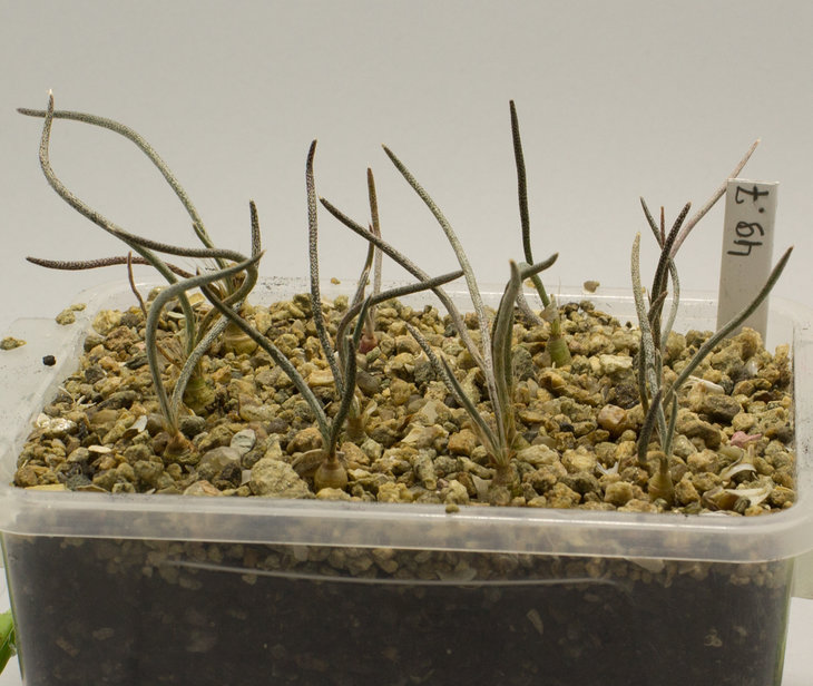 A.caput medusae_PP 1569, Los Herreras, NL_Pavlicek (147.10)_2.jpg