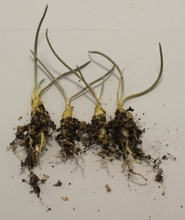 A.caput medusae_PP 1569, Los Herreras, NL_Pavlicek (147.10)_1.jpg