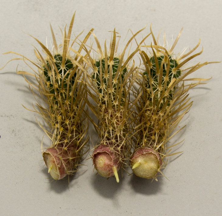 Т.papyracantha.jpg