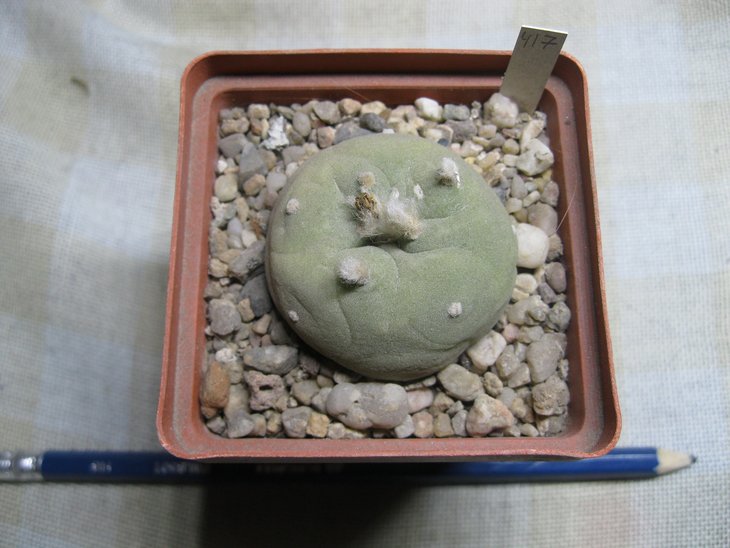 Lophophora	diffusa cb 012500