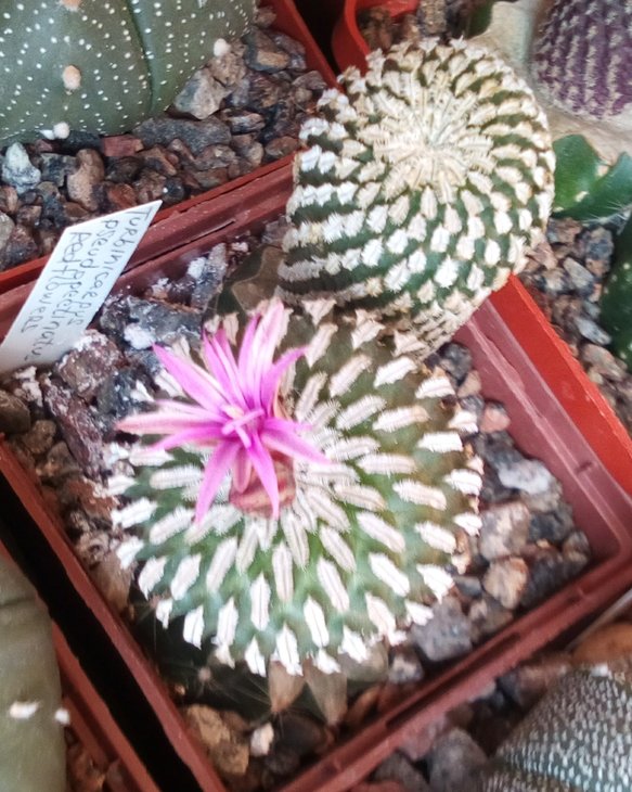 Turbinicarpus pseudopectinatus (прививка)