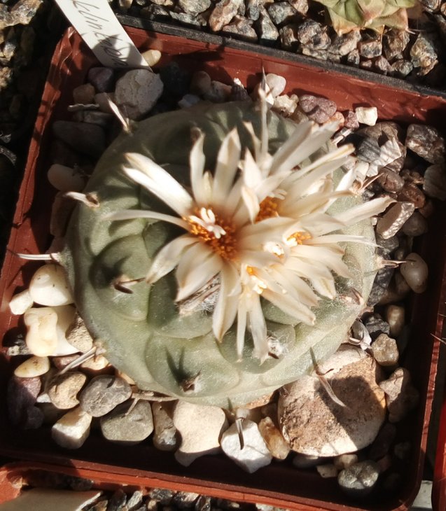 Turbinicarpus klinkerianus