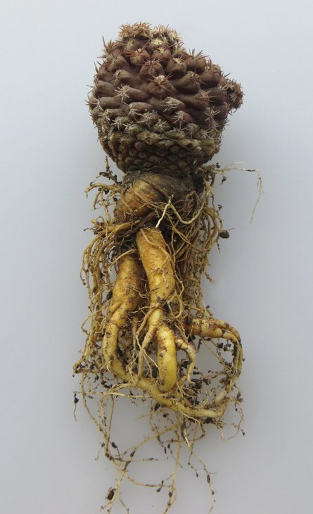 Neochilenia aerocarpa (Eriosyce aerocarpa)