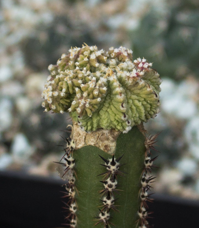 Фото_4.jpg